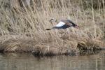 Nilgans