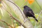 Amsel