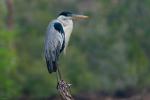 Pantanal