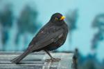 Amsel