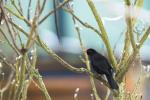 Sony 500mm