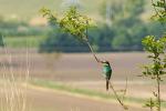 Bienenfresser in Pose