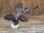 seeadler 1