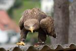 Seeadler