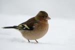 Buchfink im Schnee