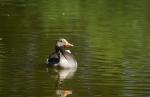 Gans
