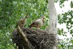 Nilgänse besetzen Storchennest