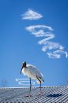 4Giving the Woodstork