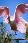 Roseate Spoonbill