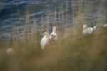 Bempton Cliffs