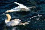 Gannets