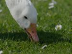 Gans beim Essen