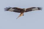 Red Kite