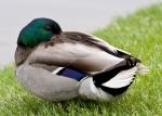 Ente