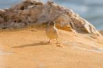 Vogel auf Malta