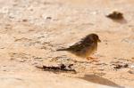 Vogel auf Malta