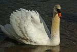 Schwan2