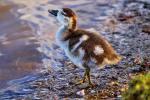 Nilgans
