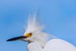 Snowy Egret