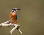 eisvogel mit A900 & SAL 70-400