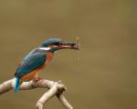 eisvogel mit ein stichling