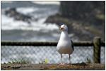 Möwe und Blümchen