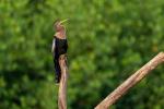 Anhinga