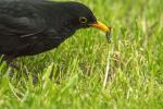 Amsel