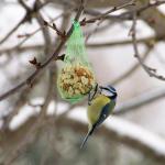 Was bin ich für ein Vogel ?