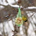 Was bin ich für ein Vogel ?