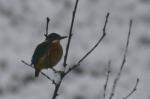 Eisvogel aus dem Auto