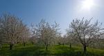 Apfelblüte mit Sonne