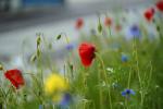 Klatschmohn beim Supermarkt
