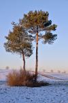 Alte Kiefer bei letztem Sonnenlicht ,-7°c