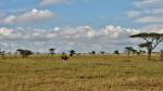 Straussendame in der Steppe