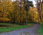 Waldweg im Frühdunst