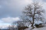 Baum im Schnee