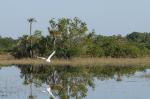Everglades I
