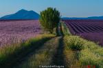 Durch Salbei und Lavendel