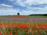 Mohnfeld (Blau+Rot)