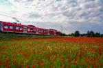 mohn mit bahn