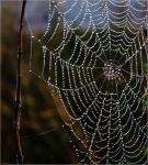 Wet-Web...