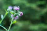 Blume im wald