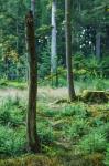 Wald 1