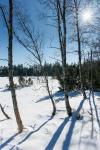 Winter im Hochmoor