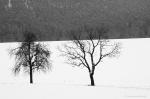 Schneelandschaft im Pfäzerwald