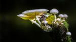 Nur Pilze