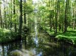 Spreewald bei Leipe