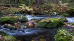 Herbst am Bach 1