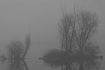 See im Nebel_4